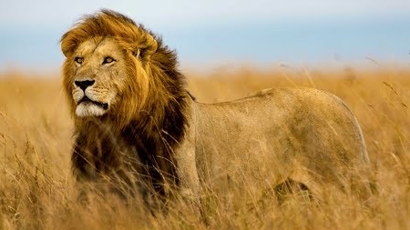 The grace of animals 4K